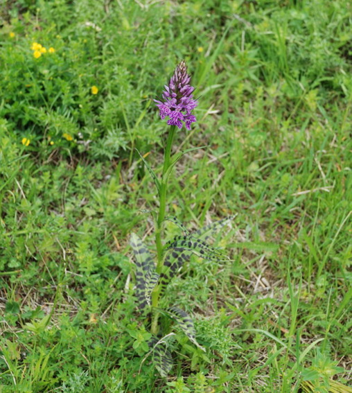 Dactylorhiza da determinare